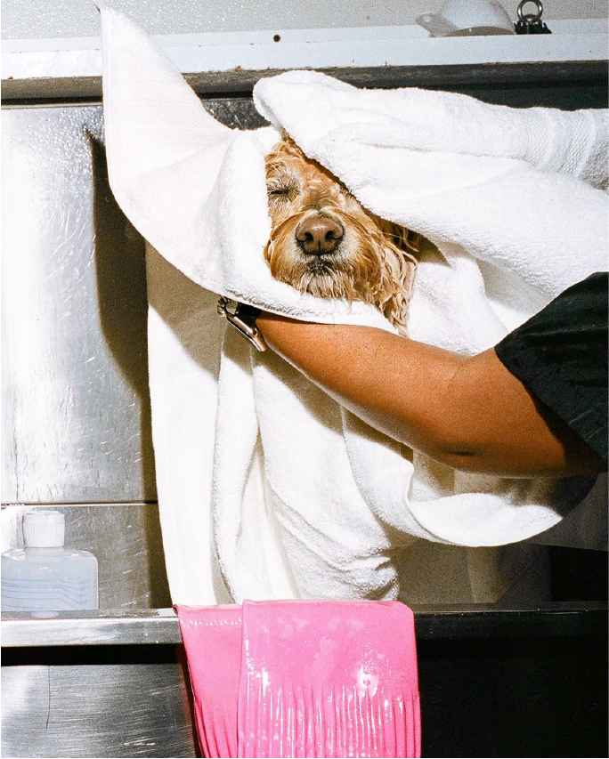 Cachorro envolto em toalhas em um pet shop
